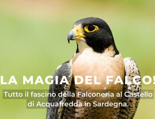 La magia del Falco: tutto il fascino della Falconeria al Castello di Acquafredda. Sabato 27 aprile 2024